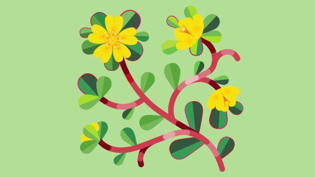 FORAGE: The Purslane Passport