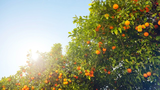 Nutritious Citrus: Not just Vitamin C