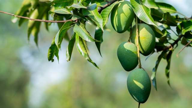 The Joy of Discovering Local, Seasonal Flavors