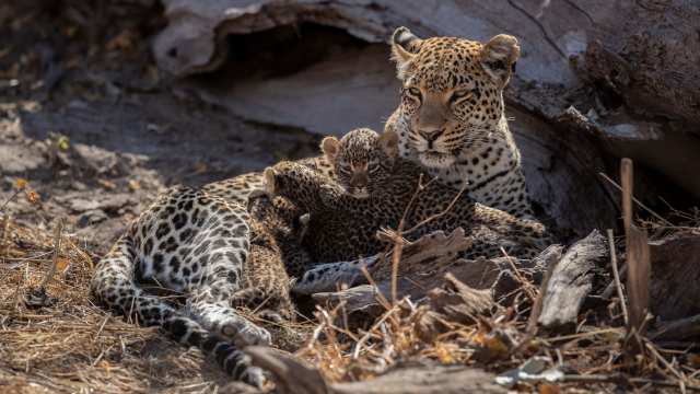 When a Leopard Showed Us a Mother’s Love