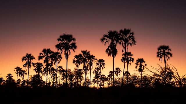 How Lala Palms Spread in the Delta