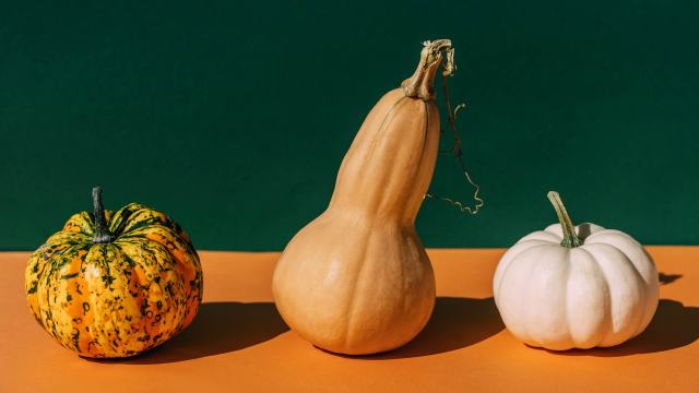 The World of Squashes & Gourds