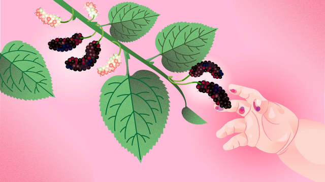 Mulberries and the Seeds of Understanding