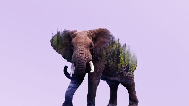The Elephant's Child by Rudyard Kipling