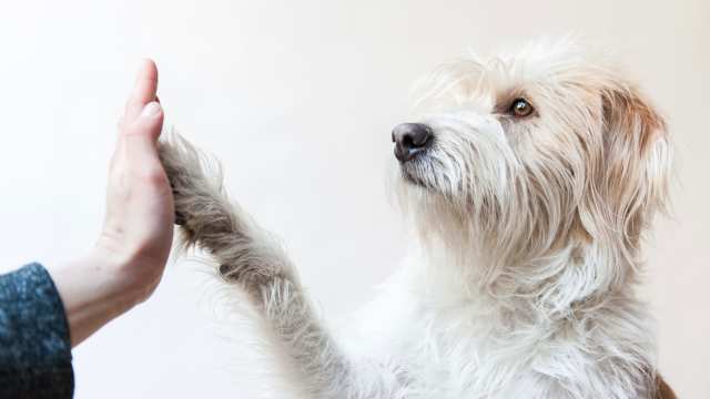 Paws for Meditation