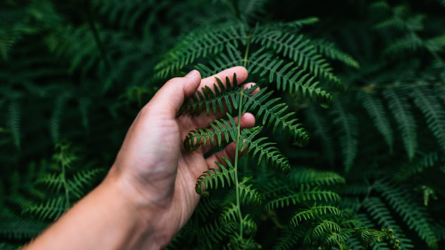 Find Stillness in the Forest