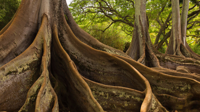 Chakra Flow: Deepen Your Roots