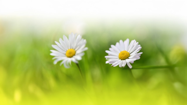Self-Care With Tonglen Meditation