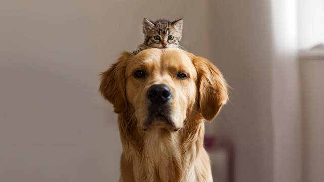 Complete Chakra Balance for Pets