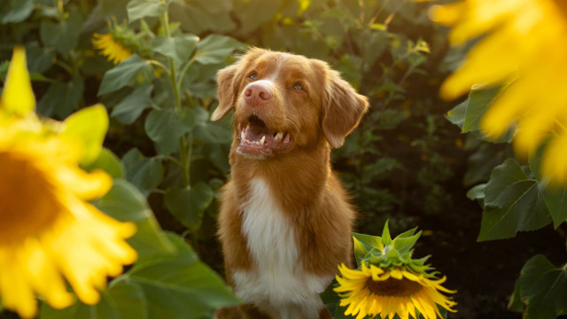 Crown Chakra Balance for Pets