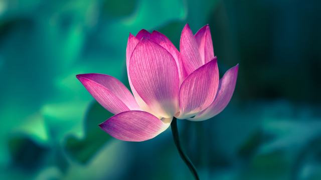 Tap Into Your Inner Wisdom