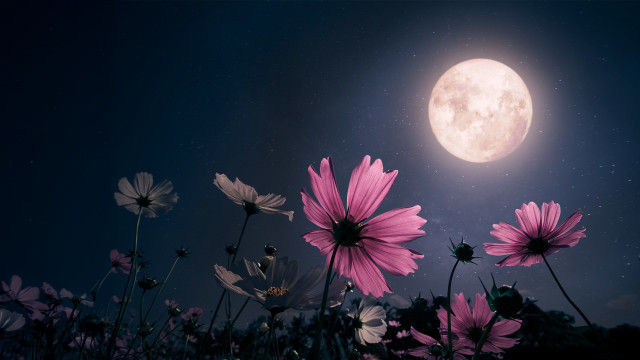 Full Moon: Amplify Your Energy