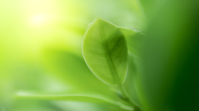 Breath: Nature's Energizer