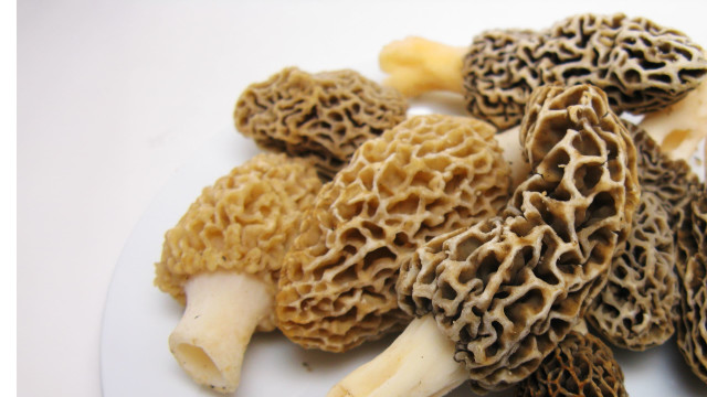 Moving at Mushroom Speed