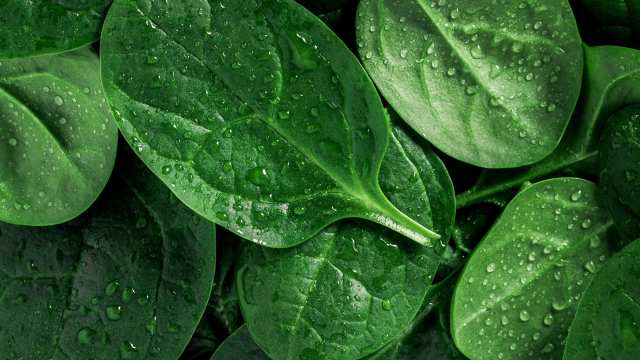 The Benefits of Eating Like a Yogi