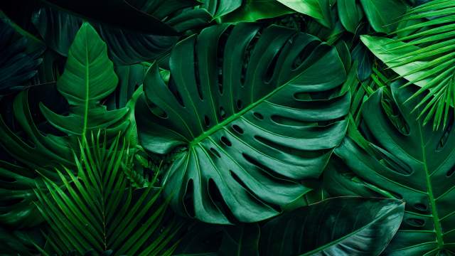 Connect to Nature From Anywhere