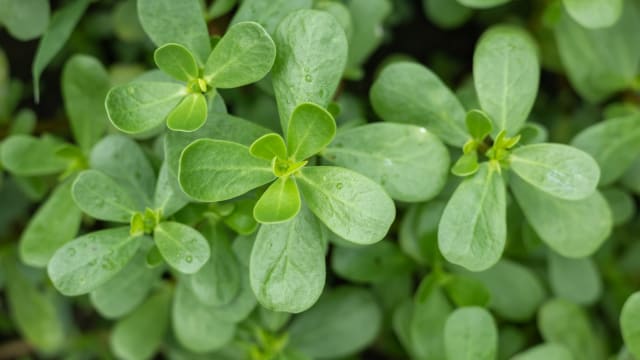 The Purslane Passport