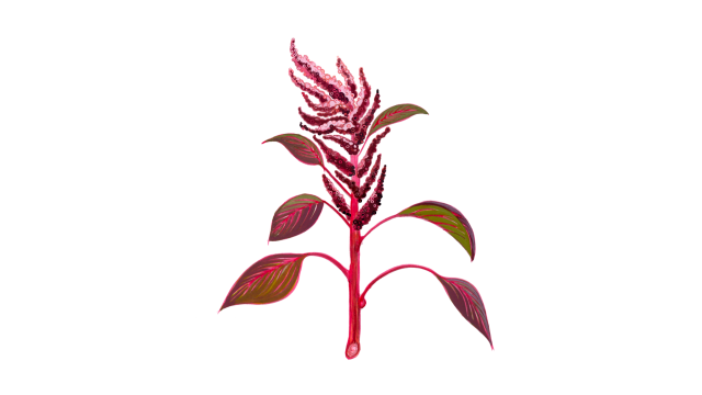 Amaranth