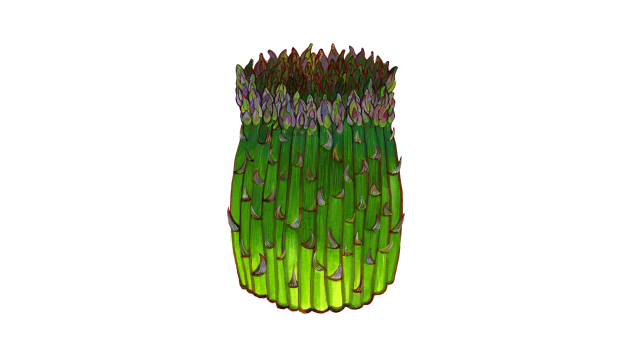 Asparagus