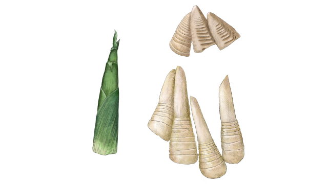 Bamboo Shoot