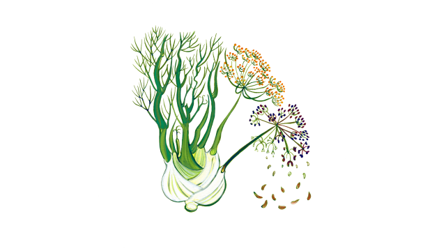 Fennel