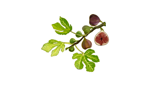 Fig