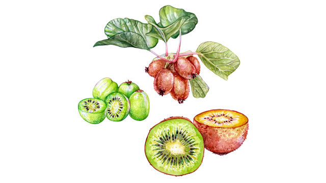 Kiwi