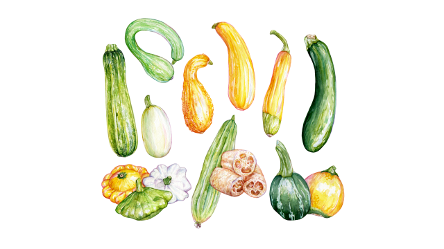 Summer Squash