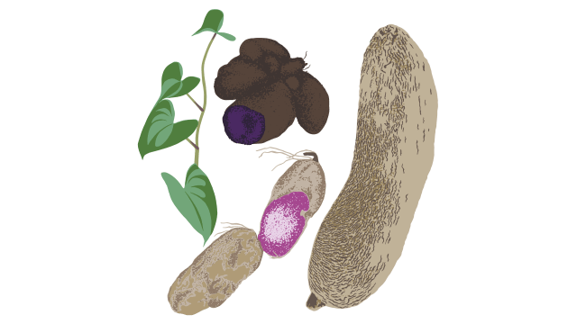 Yam