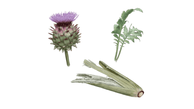 Cardoon