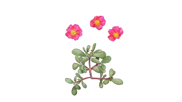 Purslane