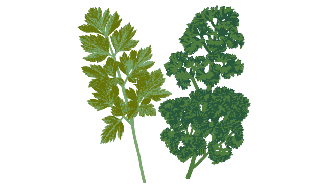 Parsley