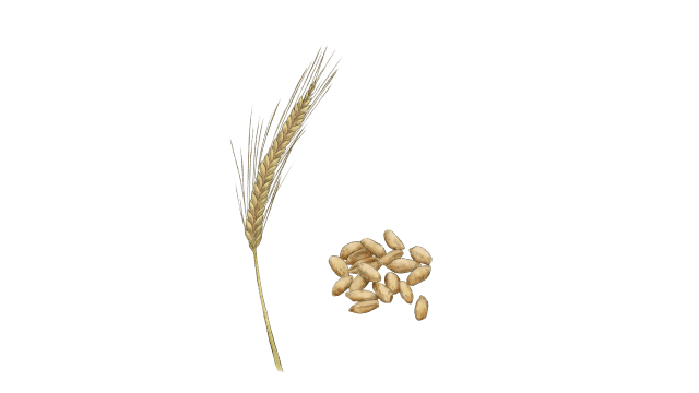 Triticale