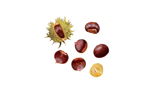 Chestnut