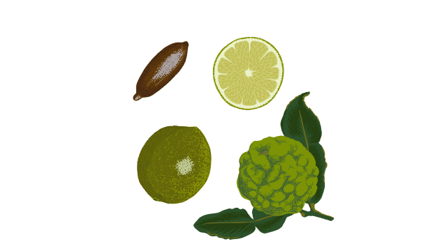 Lime