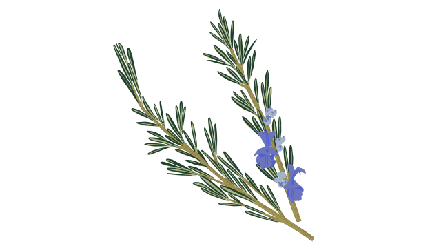 Rosemary