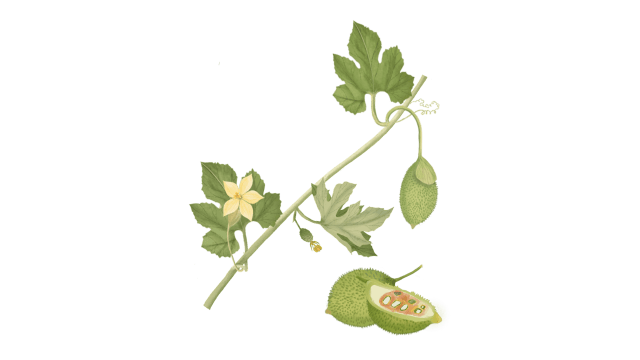 Spiny Gourd