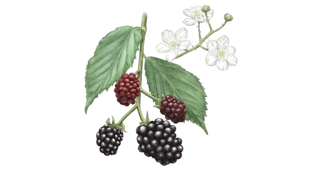 Blackberry