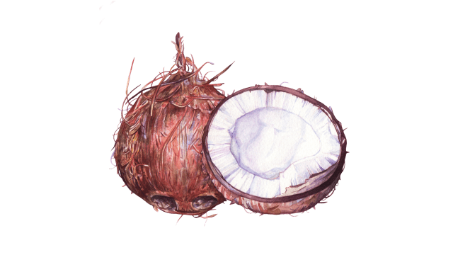 Coconut