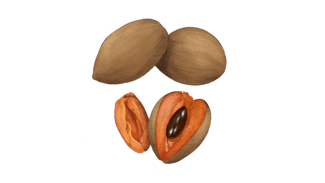 Sapote