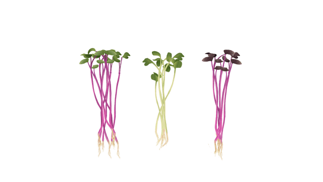 Microgreens