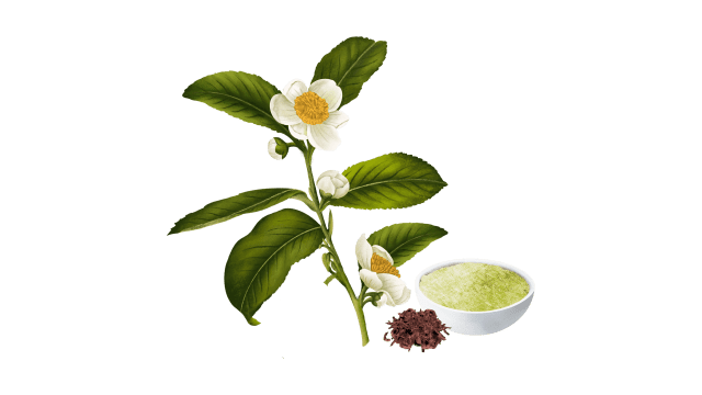 Green Tea