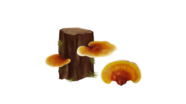 Reishi