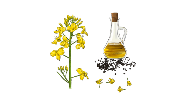 Canola oil