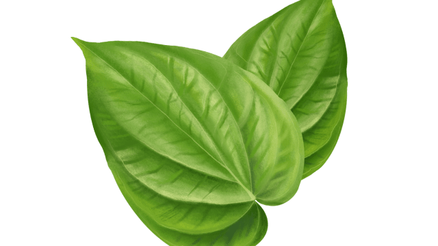 Betel Leaf