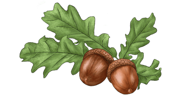 Acorn