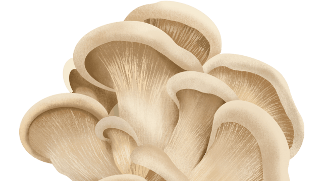 Oyster Mushroom