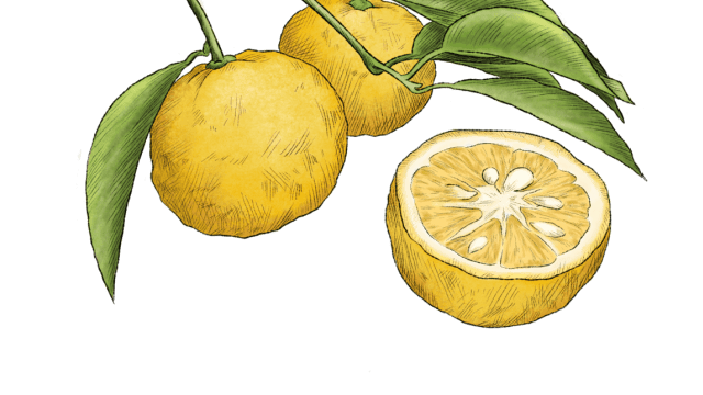 Yuzu