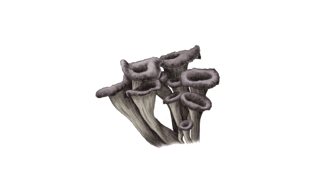 Black Trumpet Mushroom