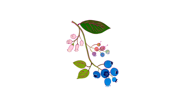 Blueberries